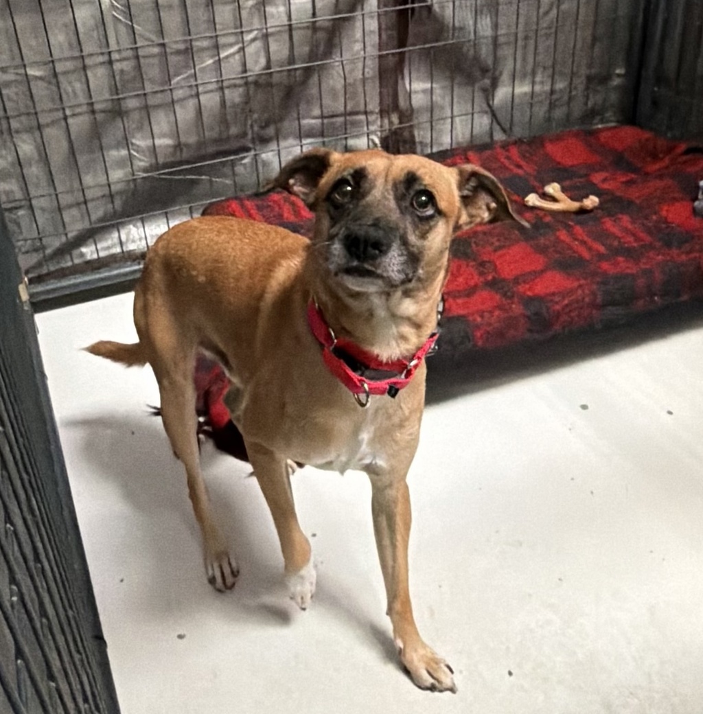 Shelter Stray Male Dog last seen Point Loma Boulevard, San Diego, CA, 92107, 5500 Gaines St, San Diego, CA 92110, USA