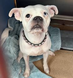 Shelter Stray Female Dog last seen Near W University Avenue, San Diego, CA, 92103, 5500 Gaines St, San Diego, CA 92110, USA