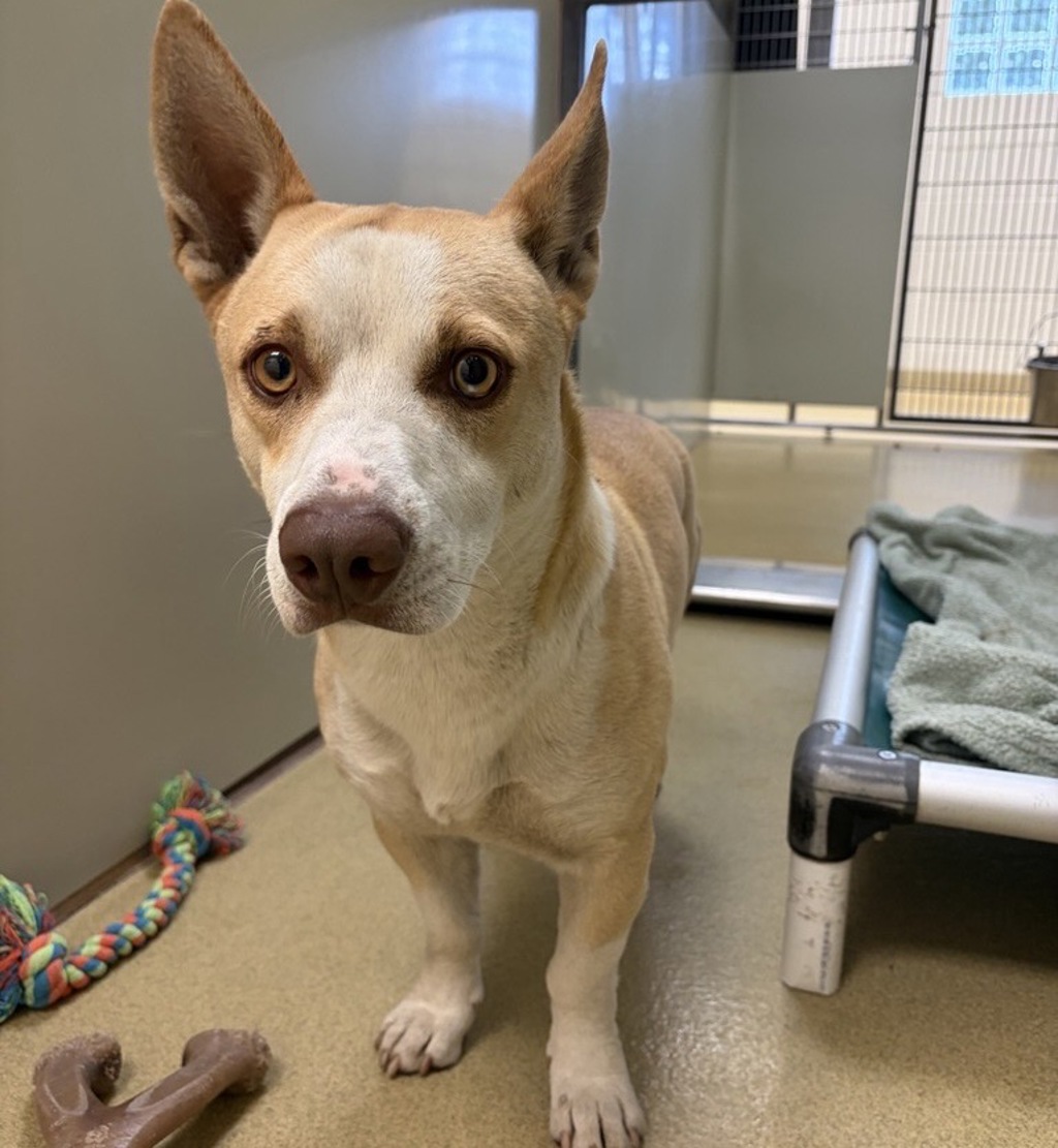 Shelter Stray Male Dog last seen Near Church Road, Pauma Valley, CA, 92061, Escondido, CA 92027, USA