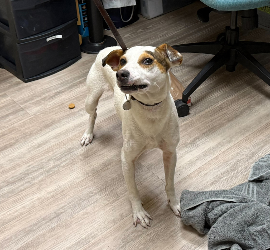 Shelter Stray Male Dog last seen Near N Sante Fe Avenue, Vista, CA, 92084, Oceanside, CA 92058, USA