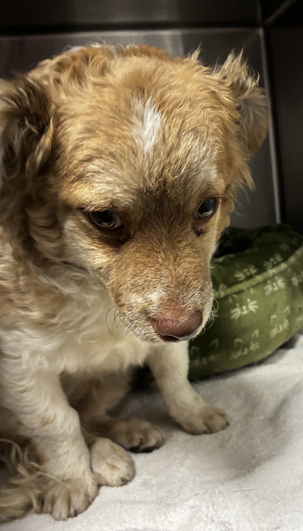 Shelter Stray Male Dog last seen Near S Ensign Park Drive, Magna Township, UT, 84044, 511 W 3900 S, Salt Lake City, UT 84123, USA