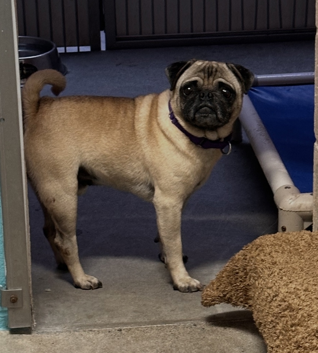 Shelter Stray Male Dog last seen Near N Sante Fe Avenue, Vista, CA, 92084, Oceanside, CA 92058, USA