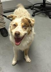 Shelter Stray Male Dog last seen Near E Vine Street, MURRAY CITY, UT, 84121, 511 W 3900 S, Salt Lake City, UT 84123, USA