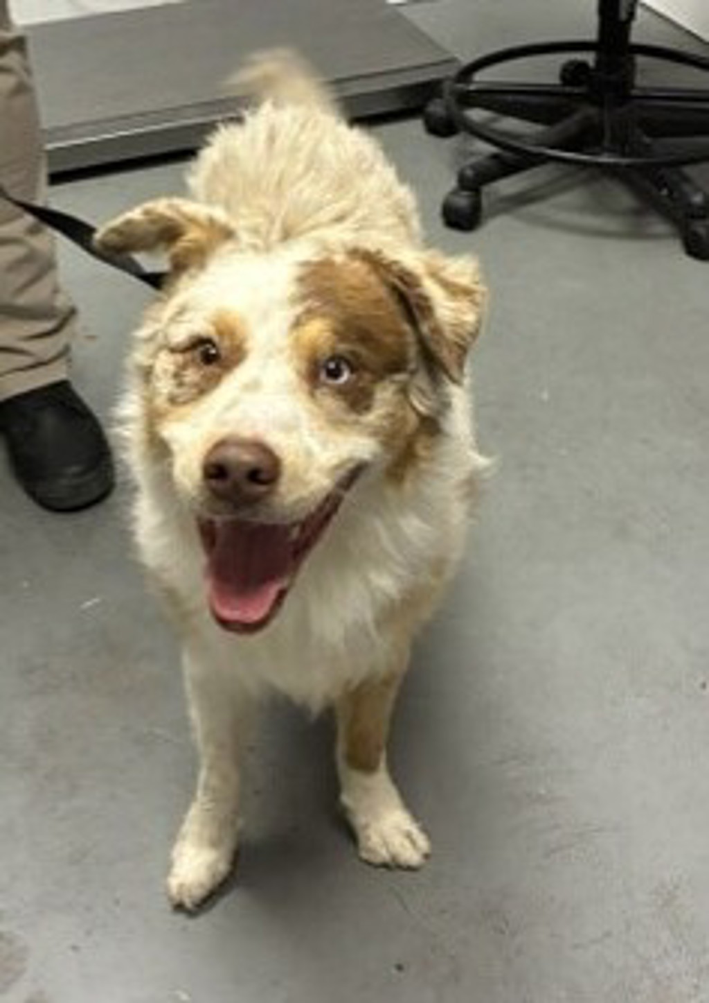 Shelter Stray Male Dog last seen Near E Vine Street, MURRAY CITY, UT, 84121, 511 W 3900 S, Salt Lake City, UT 84123, USA