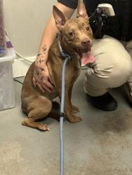 Shelter Stray Female Dog last seen Near S Colony Drive, Holladay, UT, 84117, 511 W 3900 S, Salt Lake City, UT 84123, USA