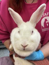 Shelter Stray Female Rabbit last seen NE Division St and NE Kane Dr, GRESHAM, OR, 97030, 1700 W Historic Columbia River Hwy, Troutdale, OR 97060, USA