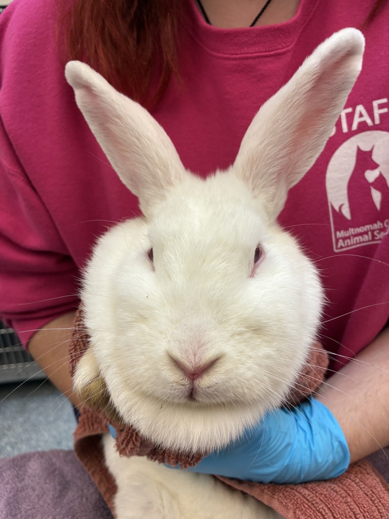 Shelter Stray Female Rabbit last seen NE Division St and NE Kane Dr, GRESHAM, OR, 97030, 1700 W Historic Columbia River Hwy, Troutdale, OR 97060, USA