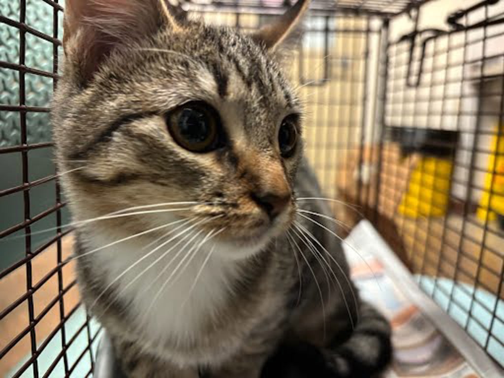 Shelter Stray Female Cat last seen Near S Capital Of Texas Highway, AUSTIN, TX, 78746, 7201 Levander Loop bldg a, Austin, TX 78702, USA