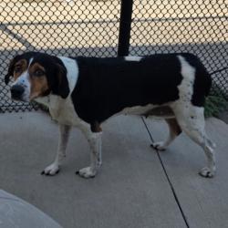 Shelter Stray Female Dog last seen , 3428 S Jenkins Ave, Norman, OK 73072, USA