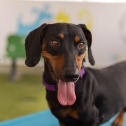 Shelter Stray Male Dog last seen , 4575 E Mesquite Ave, Palm Springs, CA 92264, USA