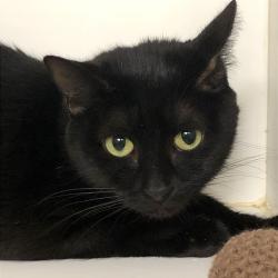 Shelter Stray Female Cat last seen , Animal Care & Control Team of Philly, 111 W Hunting Park Ave, Philadelphia, PA 19140, USA