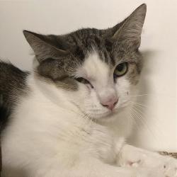 Shelter Stray Male Cat last seen , Animal Care & Control Team of Philly, 111 W Hunting Park Ave, Philadelphia, PA 19140, USA