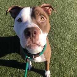 Shelter Stray Male Dog last seen , Animal Care & Control Team of Philly, 111 W Hunting Park Ave, Philadelphia, PA 19140, USA