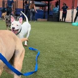 Shelter Stray Male Dog last seen , Animal Care & Control Team of Philly, 111 W Hunting Park Ave, Philadelphia, PA 19140, USA
