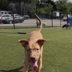 Shelter Stray Male Dog last seen , Animal Care & Control Team of Philly, 111 W Hunting Park Ave, Philadelphia, PA 19140, USA