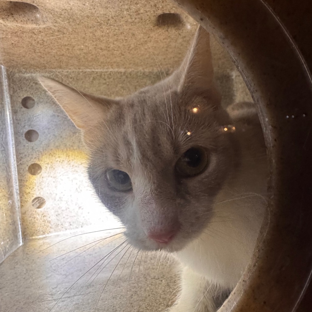 Shelter Stray Female Cat last seen , Animal Care & Control Team of Philly, 111 W Hunting Park Ave, Philadelphia, PA 19140, USA