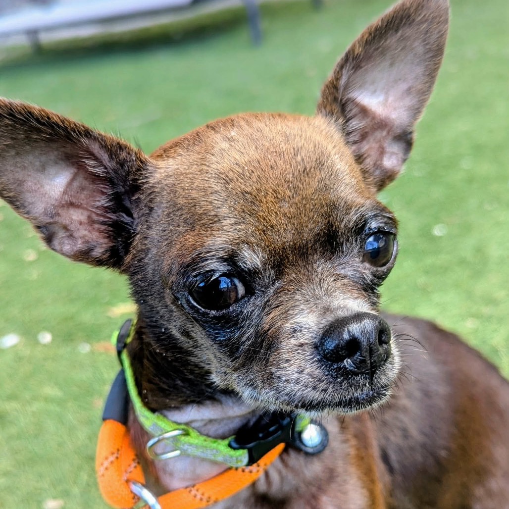 Shelter Stray Male Dog last seen , 8020 Washington St, Port Richey, FL 34668, USA