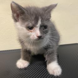 Shelter Stray Female Cat last seen , 361 S Raymond Ave, Pasadena, CA 91105, USA