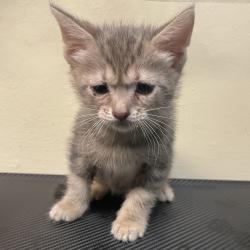 Shelter Stray Male Cat last seen , 361 S Raymond Ave, Pasadena, CA 91105, USA