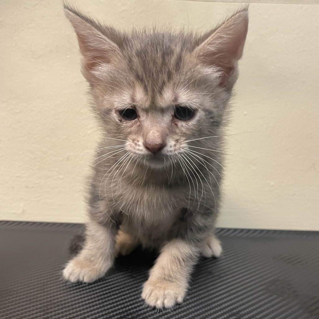 Shelter Stray Male Cat last seen , 361 S Raymond Ave, Pasadena, CA 91105, USA