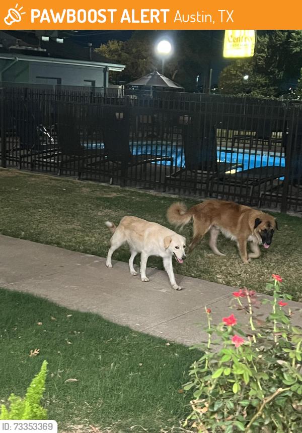 Found/Stray Unknown Dog last seen Behind the Drury, Hotel, near the pool., Austin, TX 78752