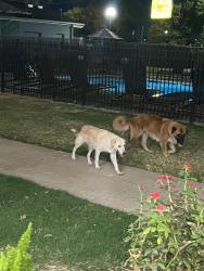 Found/Stray Unknown Dog last seen Behind the Drury, Hotel, near the pool., Austin, TX 78752