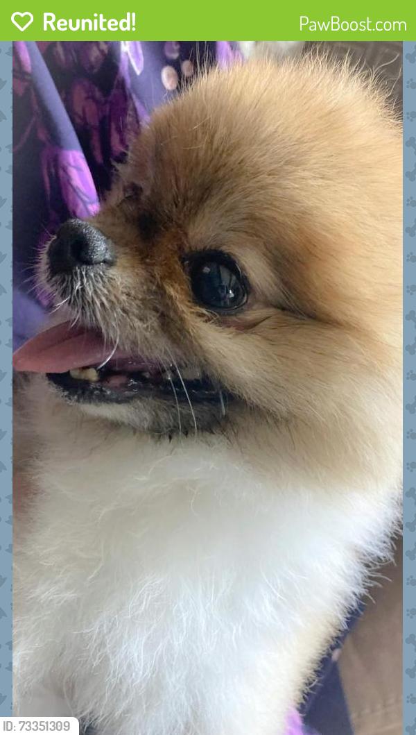 Reunited Unknown Dog last seen South Mount juliet rd, Mt. Juliet, TN 37122