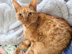 Lost Male Cat last seen 77th/kentwood, Los Angeles, CA 90045