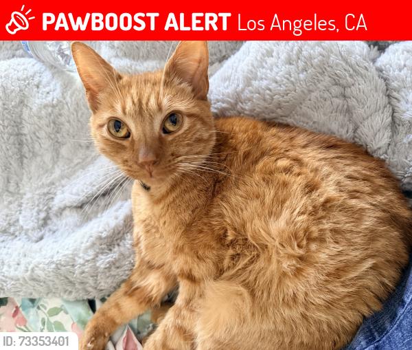 Lost Male Cat last seen 77th/kentwood, Los Angeles, CA 90045