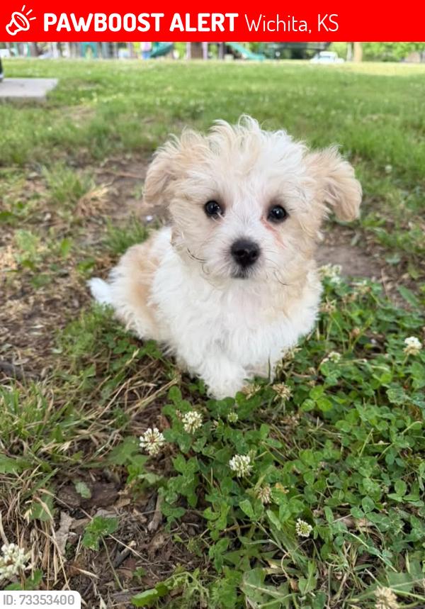 Lost Female Dog last seen 21st and meridian Wichita ks, Wichita, KS 67203