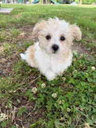 Lost Female Dog last seen 21st and meridian Wichita ks, Wichita, KS 67203