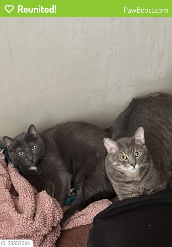 Reunited Male Cat last seen Near SE 52nd St, Oklahoma City, OK 73135, USA, Oklahoma City, OK 73135
