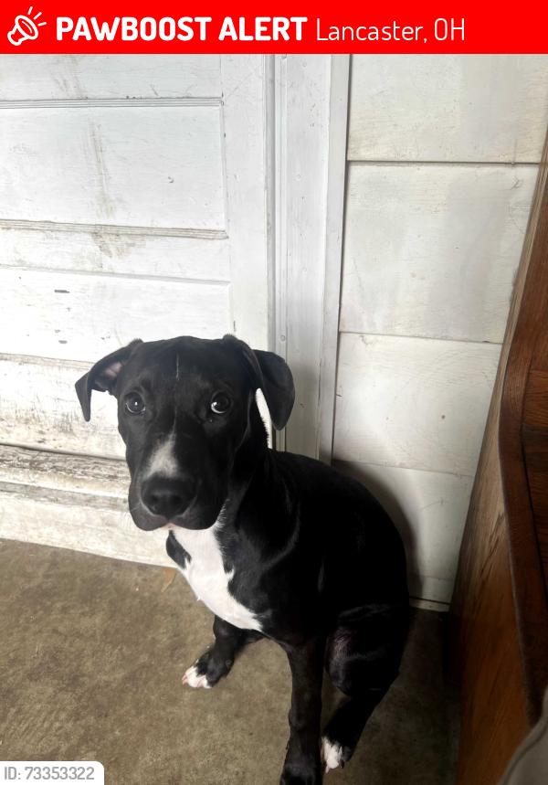 Lost Male Dog last seen Dollar general, Lancaster, OH 43130