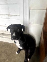 Lost Male Dog last seen Dollar general, Lancaster, OH 43130