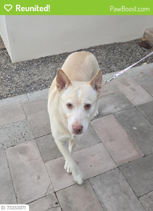 Reunited Female Dog last seen 5th Ave & Encanto, Phoenix, AZ 85003