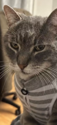 Lost Male Cat last seen Howden and Dixie, Brampton, ON L6S 5G5