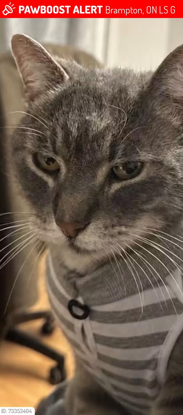 Lost Male Cat last seen Howden and Dixie, Brampton, ON L6S 5G5