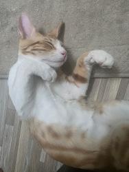 Lost Male Cat last seen Bella vista & judd, Florence, AZ 85132