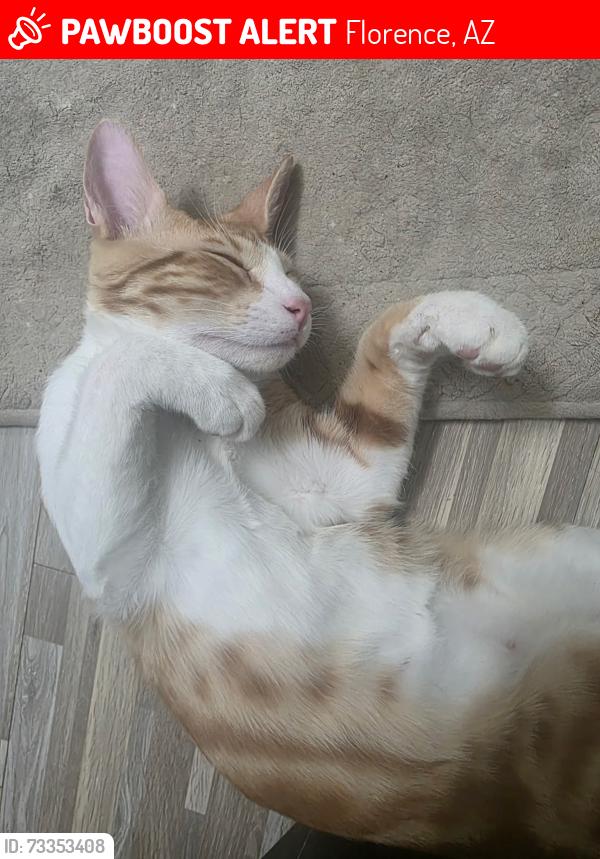 Lost Male Cat last seen Bella vista & judd, Florence, AZ 85132