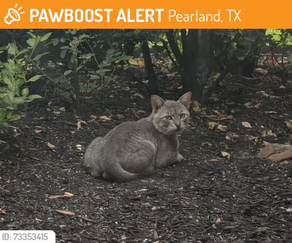 Found/Stray Unknown Cat last seen Glenoak & Grandoak, Pearland, TX 77581