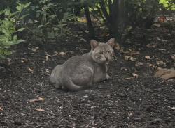 Found/Stray Unknown Cat last seen Glenoak & Grandoak, Pearland, TX 77581