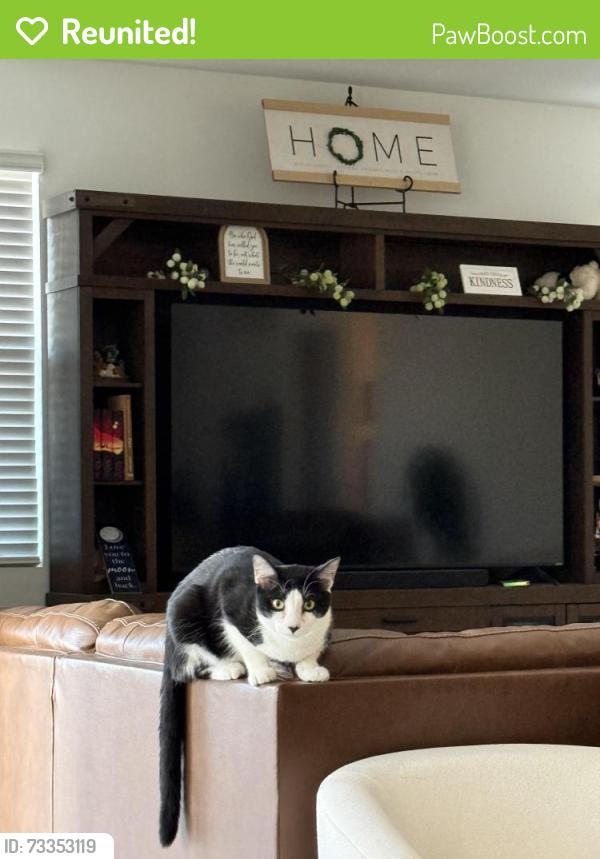 Reunited Male Cat last seen Honeycutt and Costa Del Sol Blvd, Maricopa, AZ 85138