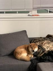 Reunited Male Dog last seen Army Navy Dr, 28th St, Arlington, VA 22202