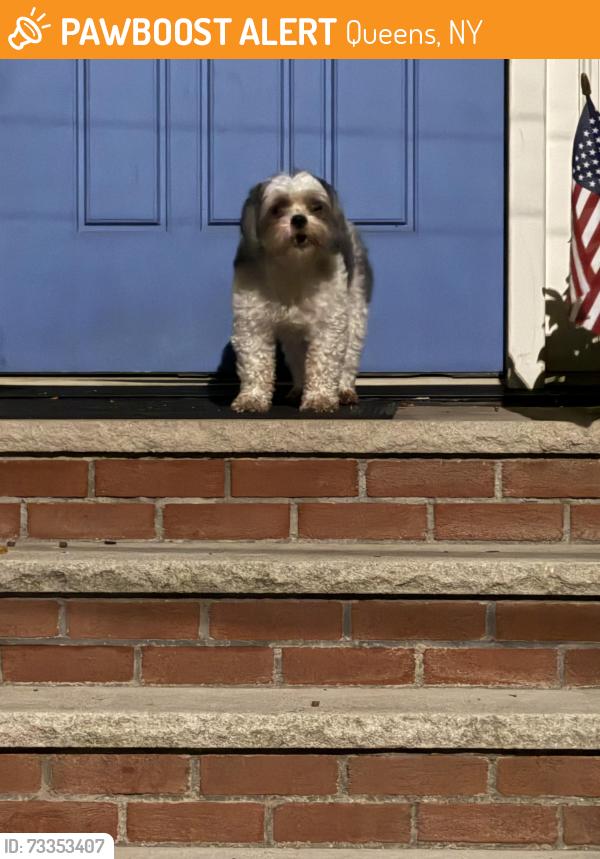 Found/Stray Unknown Dog last seen 85th Avenue and 104th Street, Queens, NY 11418
