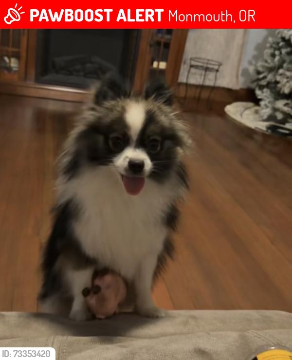 Lost Female Dog last seen She was by maple grove and near our hse address, Monmouth, OR 97361