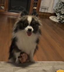 Lost Female Dog last seen She was by maple grove and near our hse address, Monmouth, OR 97361