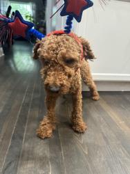 Lost Male Dog last seen Near w 61st pl, Chicago, IL 60629