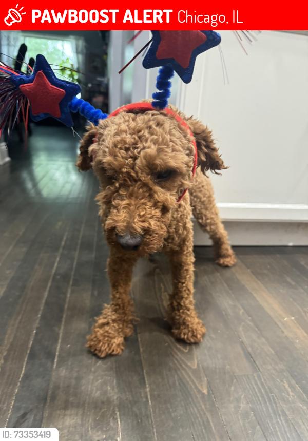 Lost Male Dog last seen Near w 61st pl, Chicago, IL 60629