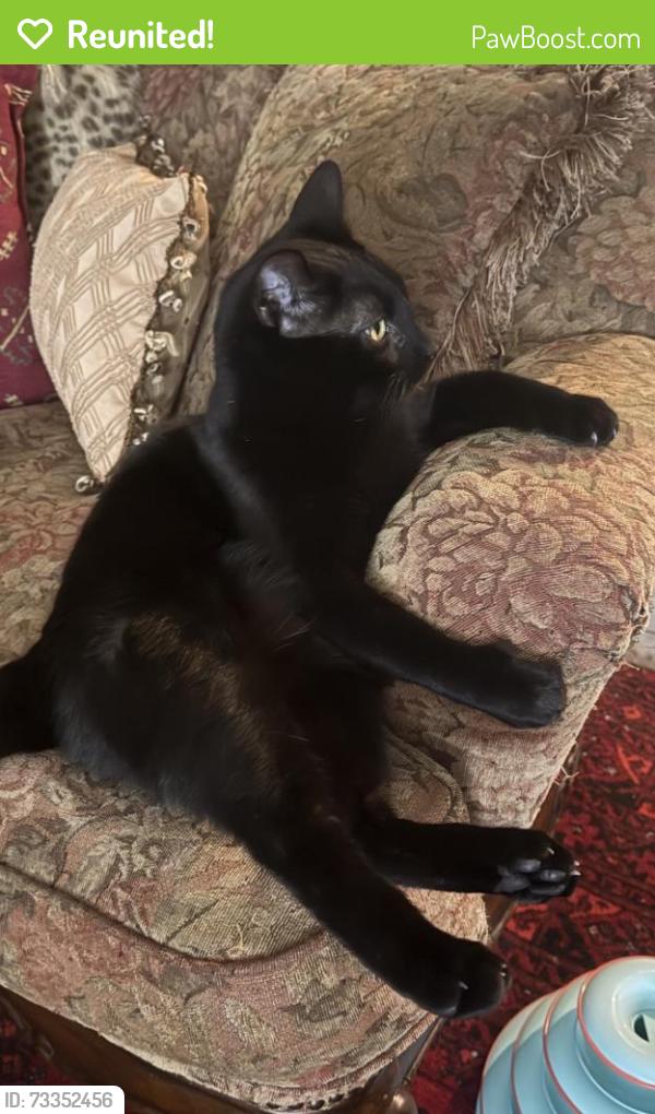 Reunited Male Cat last seen Big Creek Dr, Wesley Chapel, Wesley Chapel, FL 33544