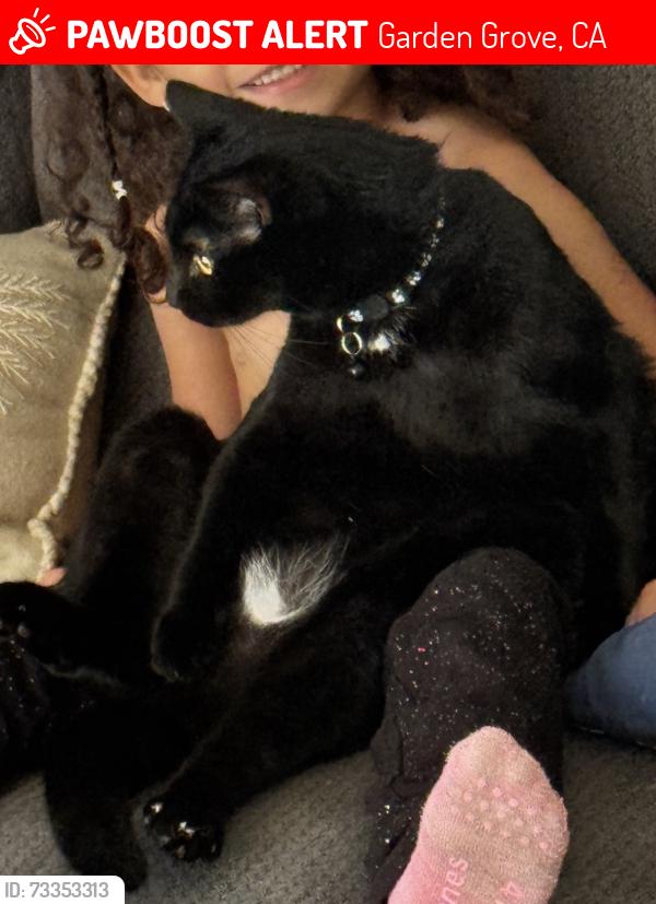 Lost Male Cat last seen On Chapman and Magnolia, Garden Grove, CA 92841